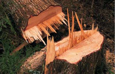 Wollstonecraft Tree Removal